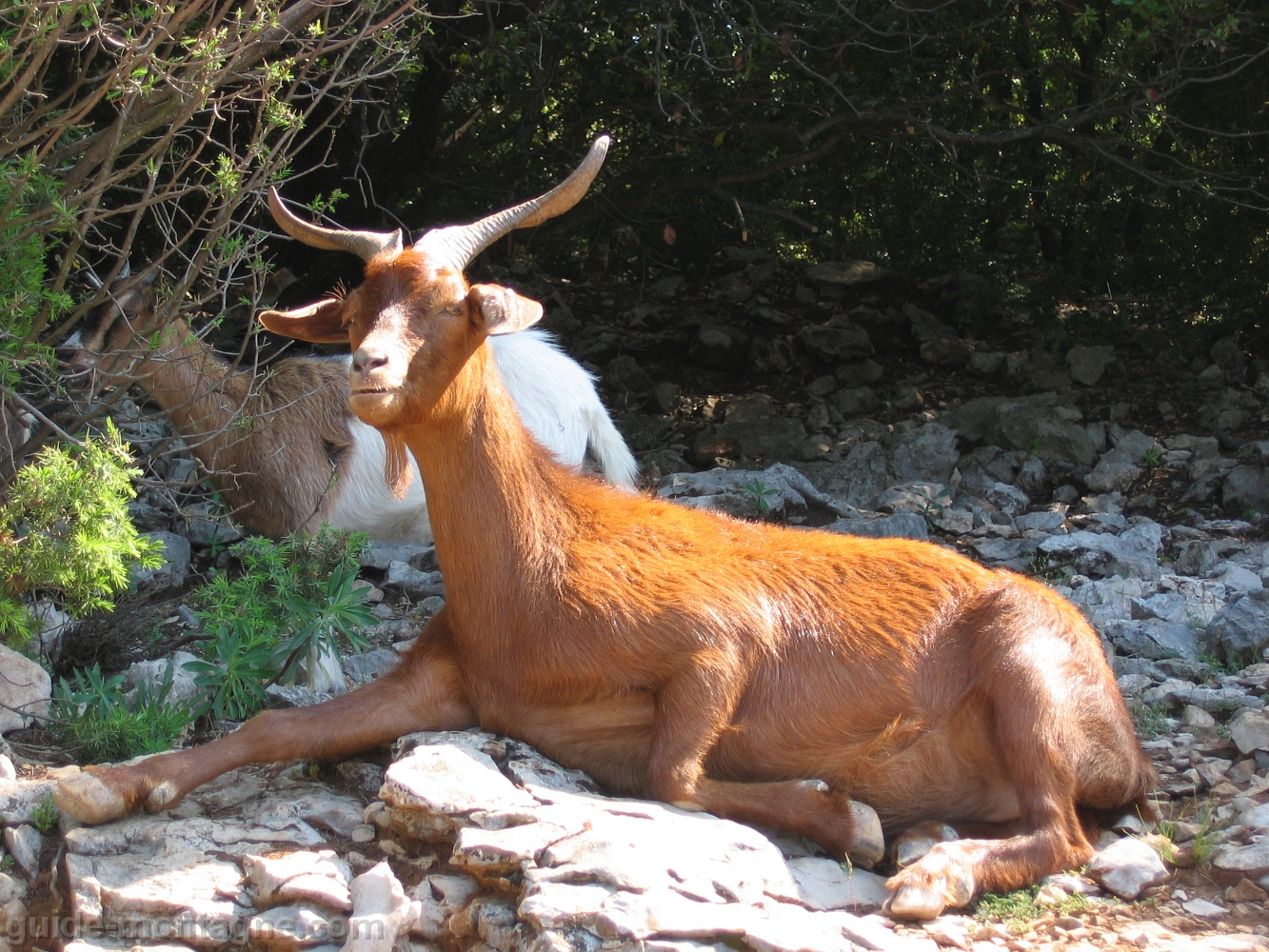 Chevre en Ardeche